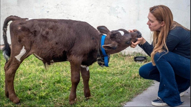 Golmar quiere trasladar al ternero a un santuario de Córdoba que tiene 250 animales rescatados.