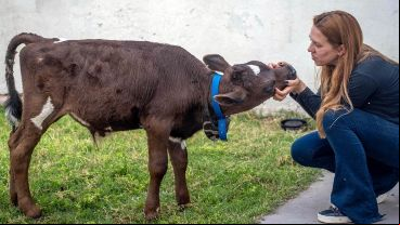 Golmar quiere trasladar al ternero a un santuario de Córdoba que tiene 250 animales rescatados.