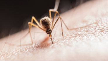 La Ciudad de Buenos Aires y alrededores recibieron este lunes una virtual invasión de mosquitos.
