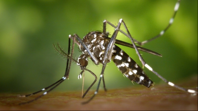 Las y los especialistas insisten en la importancia de la prevención tanto de la reproducción del mosquito como de las picaduras.