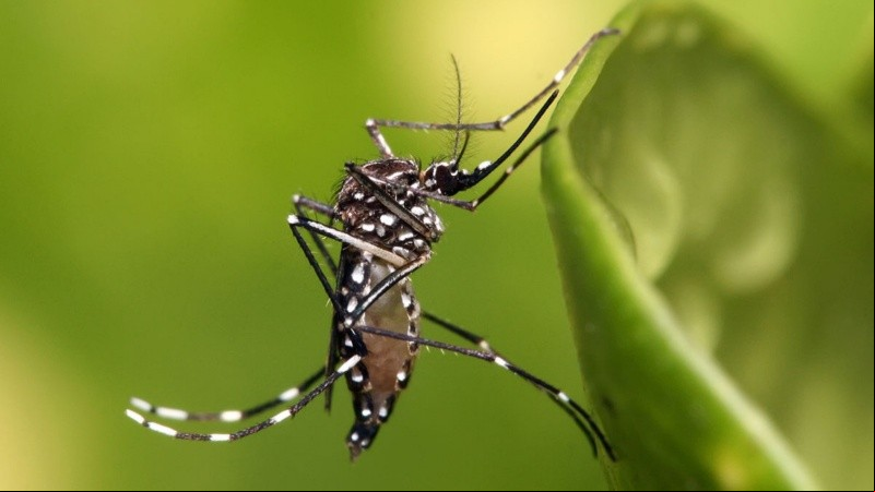 Además, se explicó por qué la fumigación no es suficiente si existen nuevos criaderos de mosquitos.