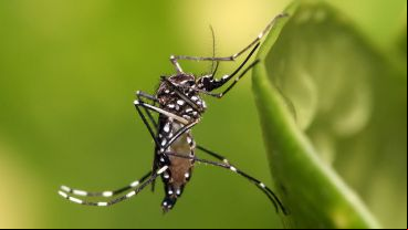 Además, se explicó por qué la fumigación no es suficiente si existen nuevos criaderos de mosquitos.