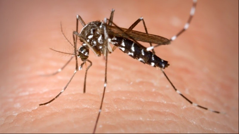 Con la expansión del dengue, se busca generar una conciencia real sobre la importancia de prevenir y proteger desde casa.