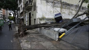 El árbol se desmoronó sobre autos en un estacionamiento céntrico.