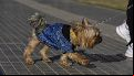 El clima en Rosario: viernes frío por la mañana y agradable por la tarde