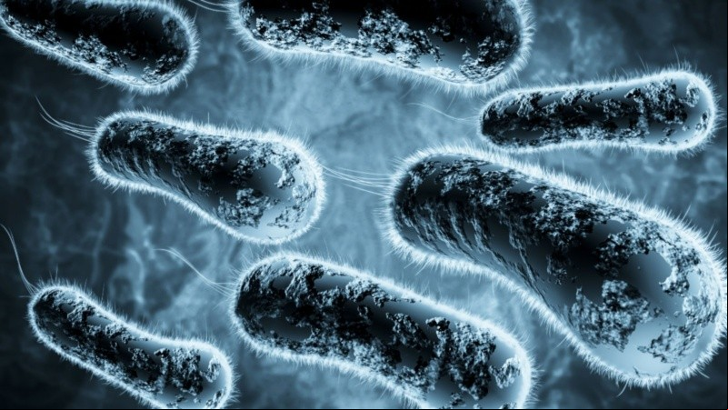 Los investigadores utilizaron la bacteria Vibrio cholerae, agente causante del cólera, como modelo en su estudio.