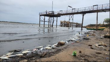 La costa se llenó de peces, que llegaron "atontados" y de repente.