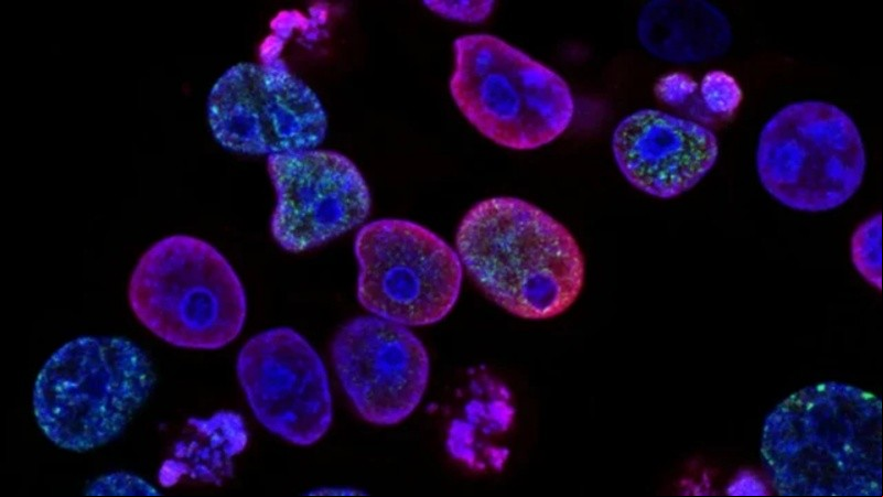 Es posible que estas células usen las fábricas de proteínas del propio organismo para esconderse.