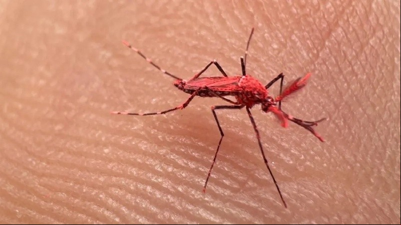 En Mendoza prueban la técnica del insecto estéril para combatir el dengue: los mosquitos liberados tienen pigmentación roja.
