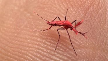 En Mendoza prueban la técnica del insecto estéril para combatir el dengue: los mosquitos liberados tienen pigmentación roja.