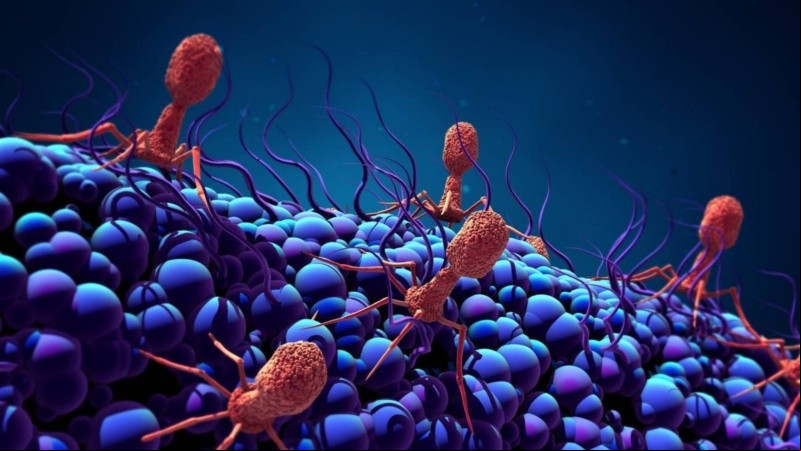Estos hallazgos permitirían avanzar en el uso de los fagos como alternativa a los antibióticos en el tratamiento de infecciones bacterianas multirresistentes.