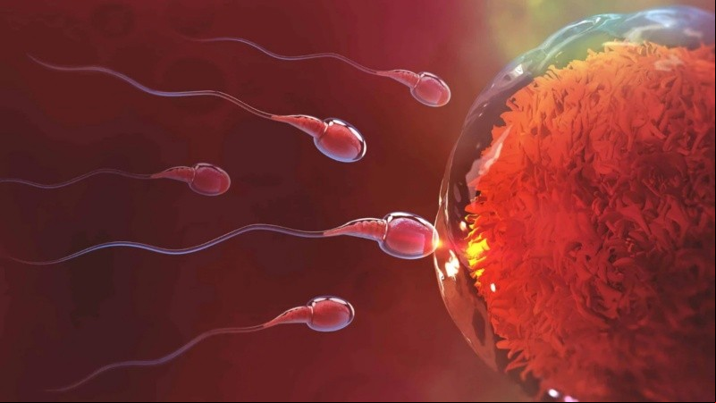 Se recomienda que, ante un problema de fertilidad, ambos  de la pareja se estudien de manera simultánea.