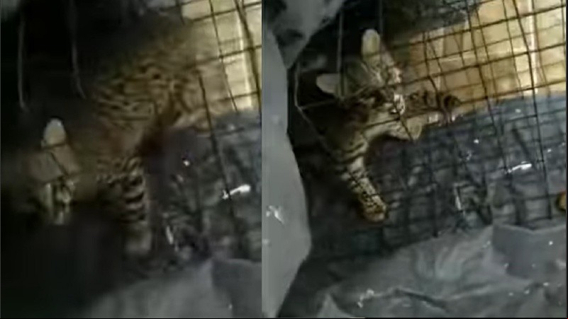 El animal silvestre fue enjaulado para evitar que haga daño a los vecinos y entregarlo a la Policía Ecológica.