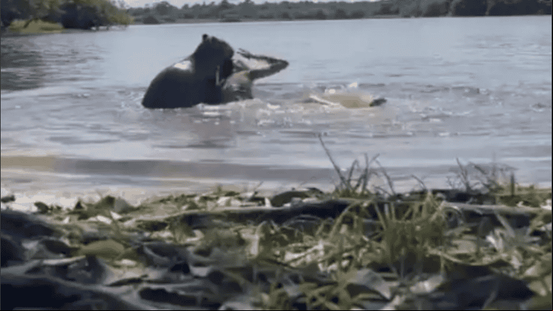 Aunque son considerados animales dóciles, pueden morder si se los provoca.