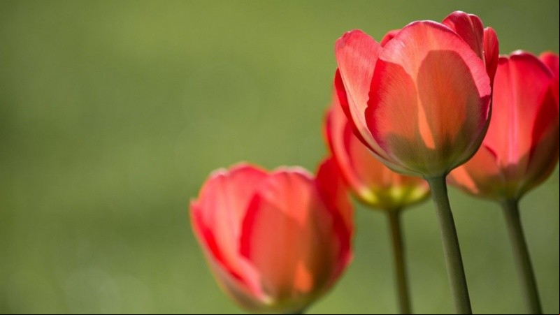 El tulipán rojo con rayas blancas fue oficialmente declarado como símbolo de esta enfermedad.