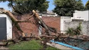 El ejemplar era de gran porte, y quedaron sus ramas y tronco sobre el ingreso y el patio.