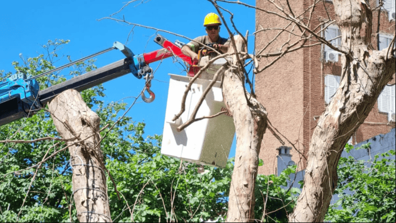 Después de la extracción, el municipio se compromete a volver a plantar árboles.