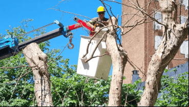Después de la extracción, el municipio se compromete a volver a plantar árboles.