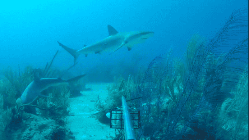 Los tiburones tigre son uno de los más grandes y pueden crecer hasta 6 metros de largo.