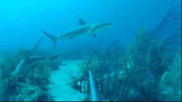 Los tiburones tigre son uno de los más grandes y pueden crecer hasta 6 metros de largo.