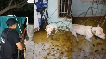 La Policía ingresó a la casa y se encontró con el perro abandonado.