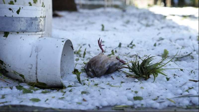 La intensa caída de granizo dejó las calles y veredas de Funes teñidas de blanco.