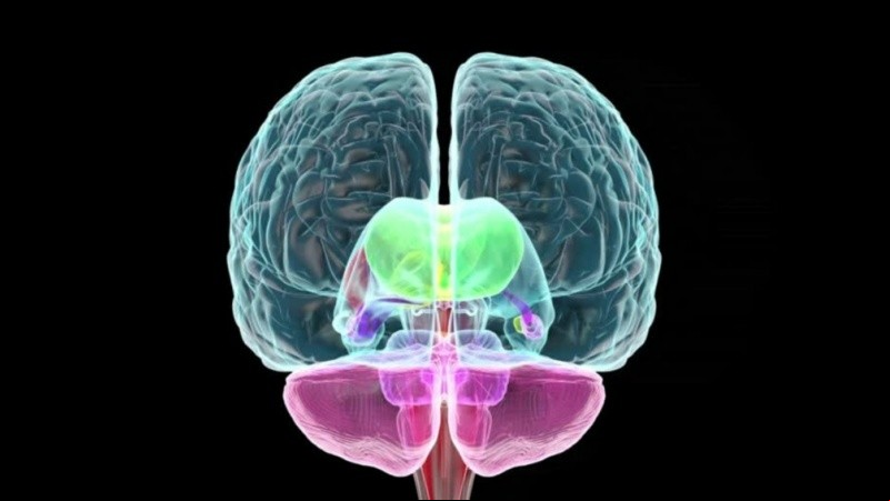 Investigaciones actuales exploran su relación con trastornos neurodegenerativos como el Alzheimer.