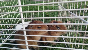 Los animales rescatados en Pueblo Esther.