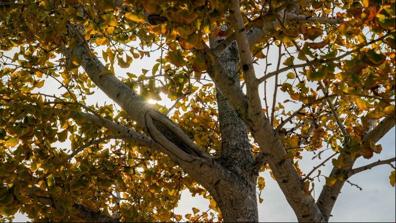 El Servicio Meteorológico Nacional pronosticó que el otoño será más cálido de lo habitual en la mayor parte del país.