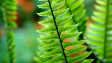 Esta fotoprotección oral proviene del helecho Polypodium leucocotomos.