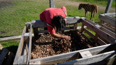 El proceso de compost se hace en cunas de madera y el proceso dura seis o siete meses.