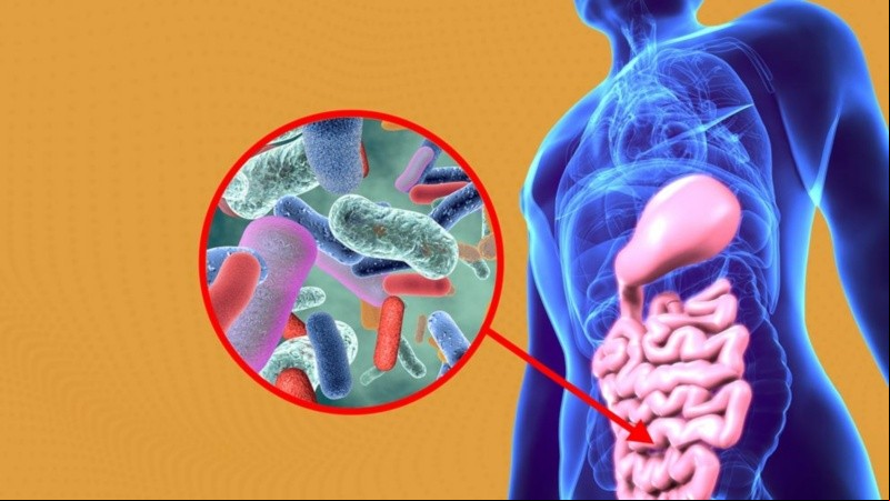 La presencia de esta bacteria es un indicador de buena salud metabólica.