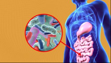 La presencia de esta bacteria es un indicador de buena salud metabólica.