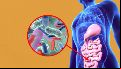 La presencia de esta bacteria es un indicador de buena salud metabólica.
