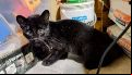 Rescató un gatito, se lo llevó a la casa y era un gato montés