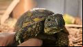 ¿Manuelita sos vos?: una tortuga que escapó en busca de pareja hace casi un año, fue encontrada a kilómetros de distancia