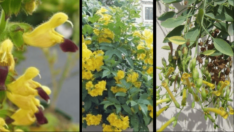 Los colibríes necesitan de flores para alimentarse Los colibríes necesitan de flores para alimentarse