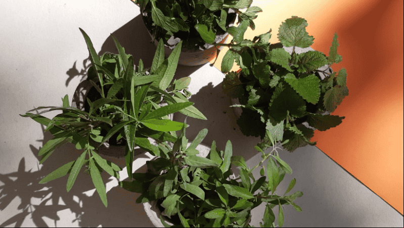 Las plantas brindan numerosos beneficios para nuestro bienestar físico y emocional. Las plantas brindan numerosos beneficios para nuestro bienestar físico y emocional.
